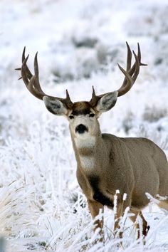 a deer with antlers standing in the snow