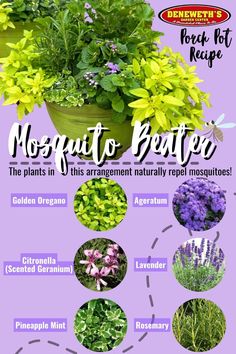 a poster with different types of flowers and plants in the center, including bluebells,