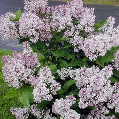 purple flowers are blooming on the bush in front of a street curb and sidewalk