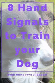 a black and white dog with the words 8 hand signals to train your dog