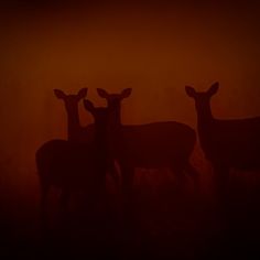 three deer are standing in the fog at night