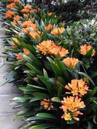 an orange flower is growing in the garden