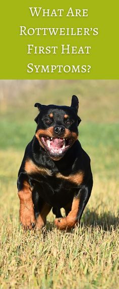 a dog running in the grass with text overlay that reads, what are rotweiler's first heat symptoms?