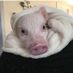 a small pig wrapped in a white blanket