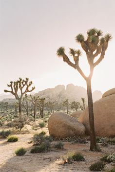 the sun shines on some joshua trees and rocks