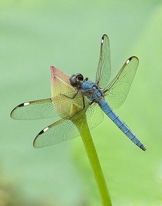 a blue and yellow dragonfly sitting on top of a green plant