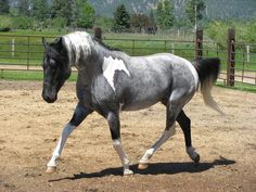 a gray and white horse walking across a dirt field