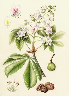 a drawing of flowers and leaves on a white background