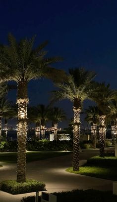 palm trees are lit up at night near the water