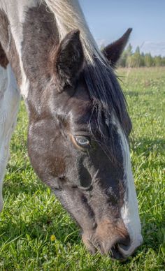 a black and white horse grazing on grass