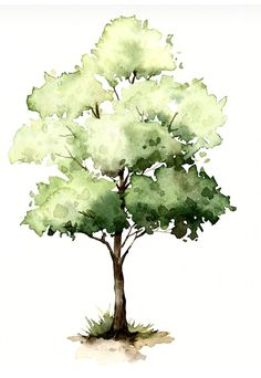 a watercolor painting of a tree with green leaves