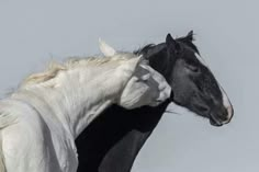 a black and white horse standing next to each other on a gray sky background,