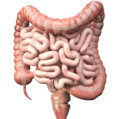 an image of the human stomach and large intestories