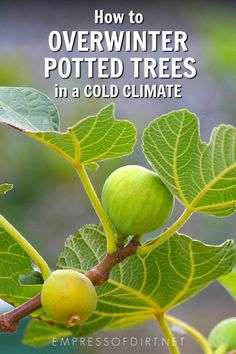 an image of the leaves and fruit on a tree with text overlay that reads how to overwint potted trees in a cold climate