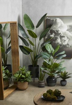 there are many potted plants on the table next to each other in front of a mirror