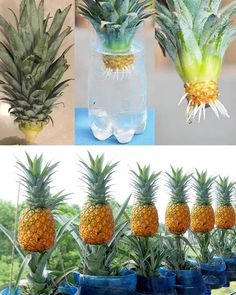 pineapples are growing in plastic bottles and placed on the table