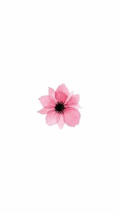 a single pink flower on a white background