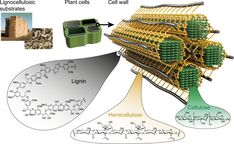 the structure of an animal cell is labeled in green and yellow, with two cells attached to each other