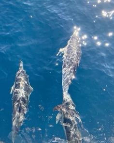 two dolphins swimming in the ocean together