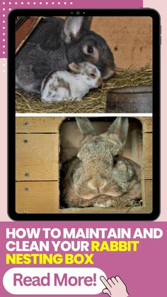 Keep your rabbit's nest box clean and healthy with our easy maintenance tips. Ensure a hygienic space for your bunny's well-being. Tap the pin to find out more now! @forpetsreviews #rabbit #rabbitnestingbox #smallanimals #pet Rabbit Nest, Meat Rabbits, Small Animal Bedding