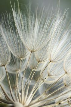 a dandelion is shown in this close up shot with the seeds still attached