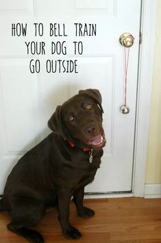 a dog sitting in front of a door with the words how to bell train your dog to go outside