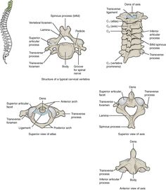 an image of the bones and their functions