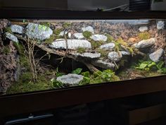 an aquarium with rocks and plants in it