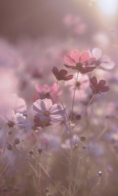 pink and white flowers are in the field with sunlight shining through them, as seen from behind