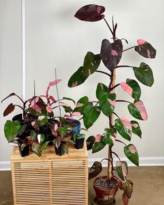 several potted plants are sitting on top of a wooden box