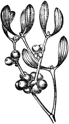 an image of some flowers and leaves on a branch, vintage line drawing or engraving illustration