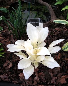 a white flower is in the middle of some leaves and dirt with a sign that says white feather