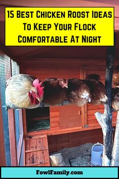 chickens in their coop with the text 15 best chicken roost ideas to keep your flock comfortable at night