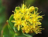 the yellow flowers are blooming on the green leaves