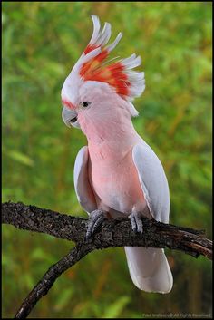 a pink and white cockatoo perched on a branch