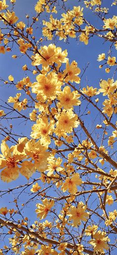 yellow flowers blooming on the branches of a tree in front of a blue sky