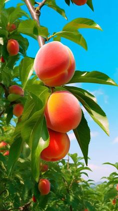 peaches hanging from a tree with leaves and blue sky in the background