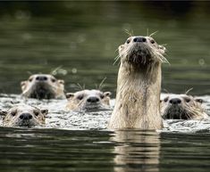 a group of otters swimming in the water