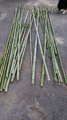 several stalks of bamboo laid out on the ground next to a black and white cat