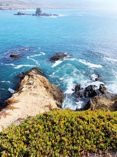 an ocean view with rocks and plants in the foreground