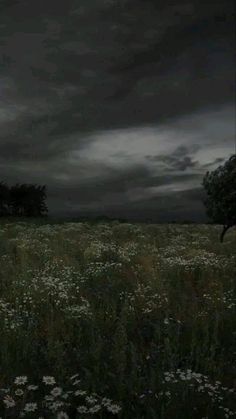 a field full of wildflowers under a dark sky with trees in the distance