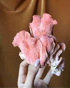 a person holding some pink corals in their hand on a brown background with gold foil