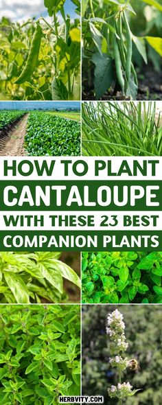 several pictures of plants with the words how to plant cantaloupe with these 25 best companion plants