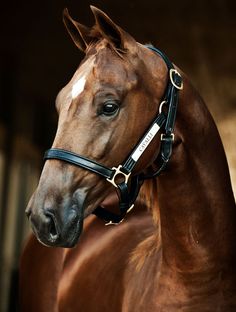 a brown horse wearing a black bridle