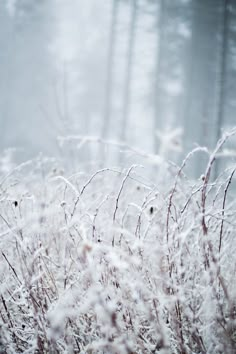 the words drink water, whispers are written in frosty grass