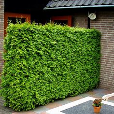 a tall green hedge next to a brick building