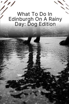 two people walking in the rain with text overlay that reads, what to do in edinburgh on a rainy day dog edition