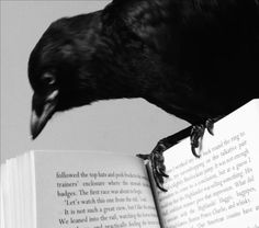 a black bird sitting on top of an open book