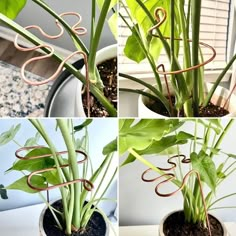 four different pictures of plants in pots with wire wrapped around the top and bottom leaves