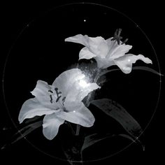 black and white photograph of two flowers in a circular glass vase on a dark background